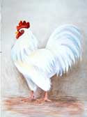Rooster