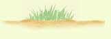 picture of grass